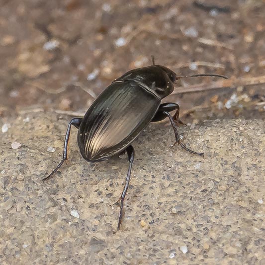Amara sp (Common Sun Beetle).jpg